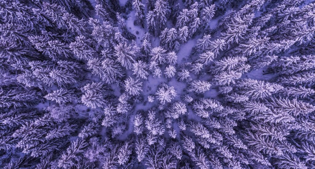 snow on trees